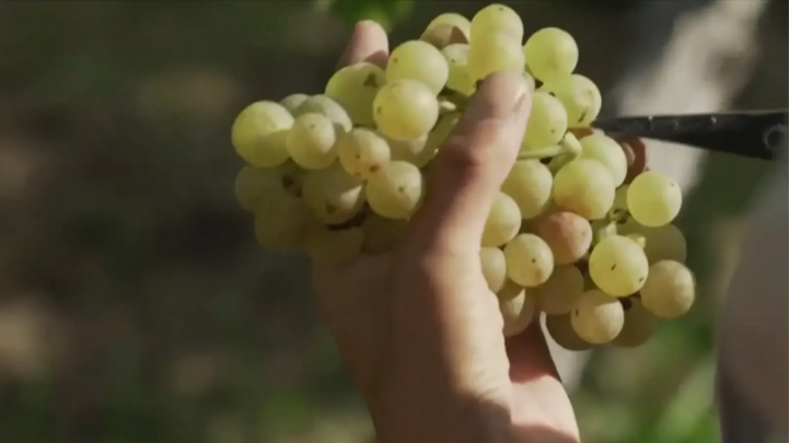 Người trồng nho ở Nhật Bản lao đao vì thời tiết